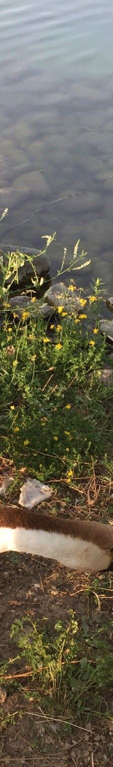 Parco della Pellerina-都灵