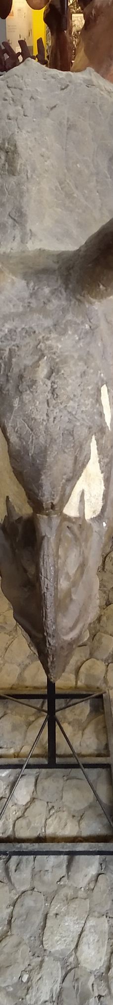 Musee des Dinosaures 'Dinosauria'-埃斯佩拉扎