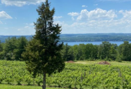 Silver Thread Vineyard景点图片