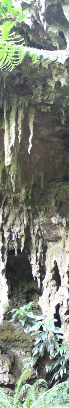 Grotte de Hortense-松树岛