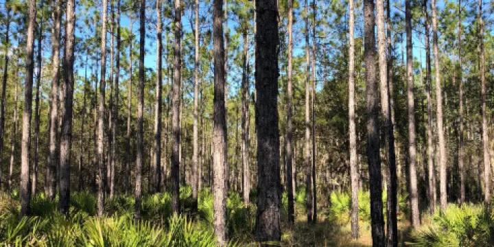 Tiger Bay State Forest