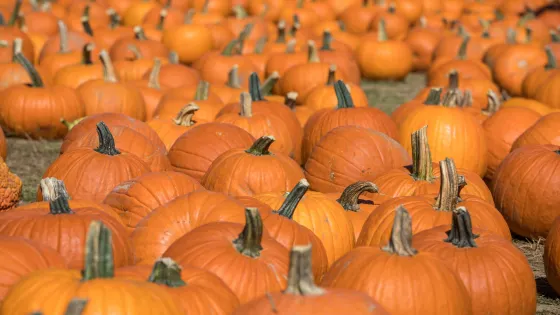 Apple Ridge Orchards