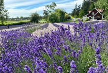 Purple Haze Lavender Farm景点图片