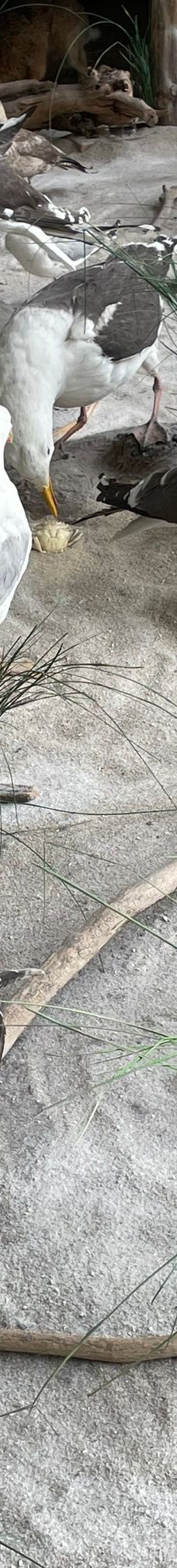 Seehundstation und Waloseum-诺德代希