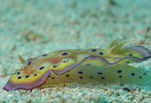 Maite Marine Sanctuary景点图片