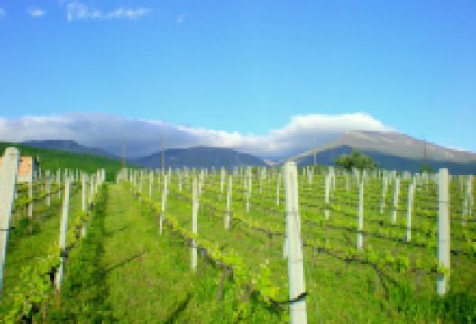 Dalamara Winery景点图片
