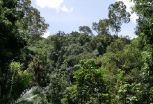 Taman Negara Canopy Walkway景点图片