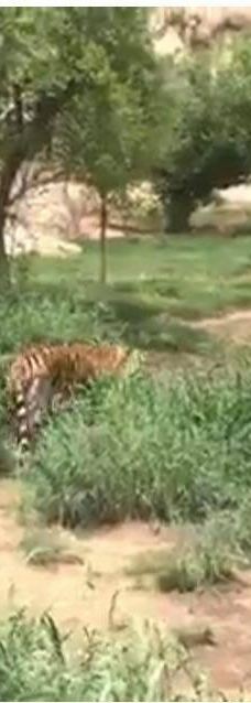 迪拜野生动物园-迪拜