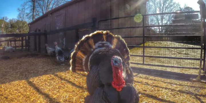 Tanglewood Farm Miniatures