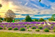 New Zealand Flag of Lavender景点图片