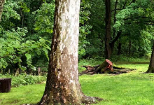 Buehler Park Nature Study Area景点图片