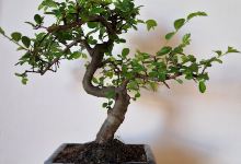 Bonsai at Greenacre购物图片