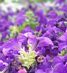 Rustaq Park | حديقة الرستاق-拉斯塔