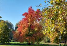 Municipal Park 1景点图片