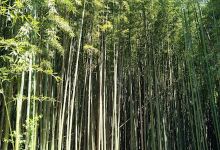 Parco di Villa Chiozza景点图片