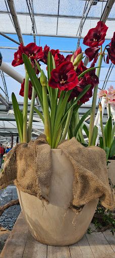 Willem - Alexander Pavilion-利瑟