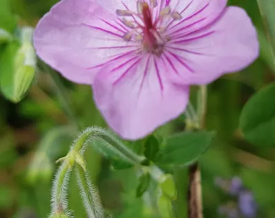 Ttrabi Oreum