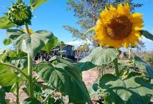 Pi Village Farm Ecotourism Area景点图片