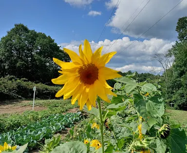 Coonamessett Farm