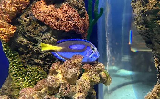 Tijuana Aquarium