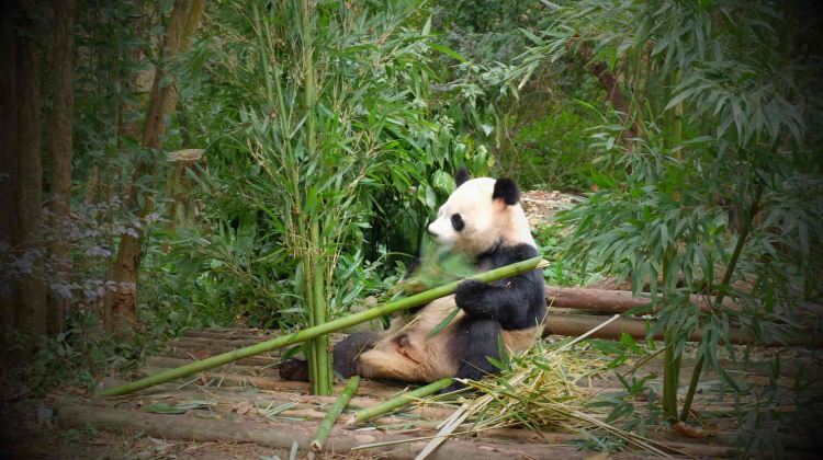 5-day 4-night · Group Tours · Chengdu + Dujiangyan + Dujiangyan Scenic Area + Chengdu Research Base of Giant Panda Breeding