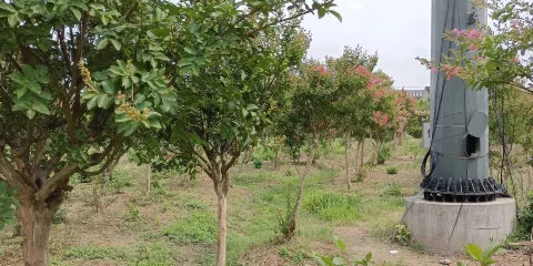 中華紫薇（翠薇）園