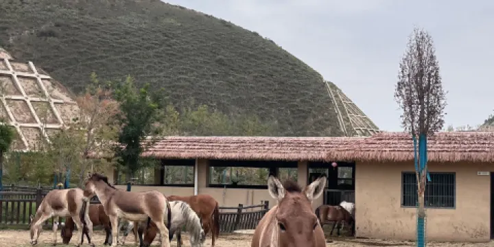 蘭州野生動物園-野驢