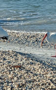 Tigertail Beach-马可岛