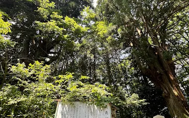 赤穴八幡宮の大元杉（夫婦千年杉）