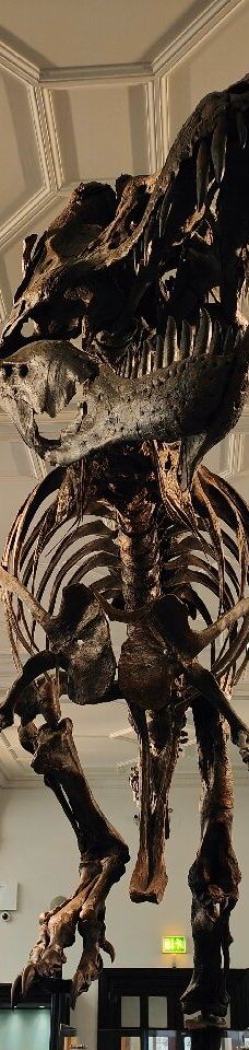 曼彻斯特博物馆-曼彻斯特