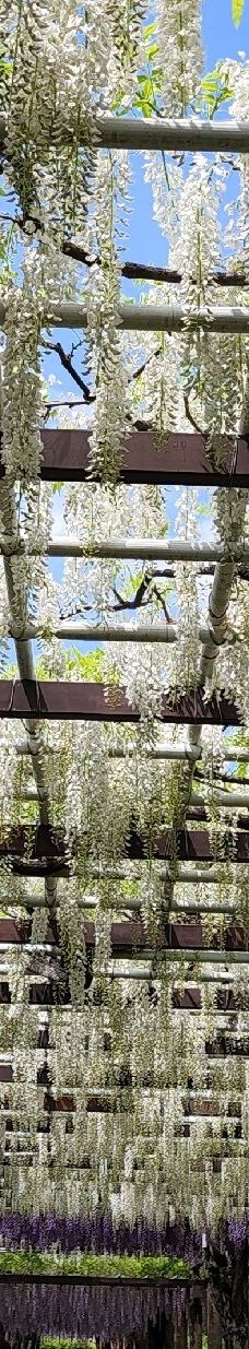 名城公园-名古屋