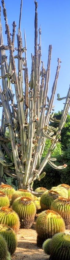 Jardí Botànic Tropical Paratge Pinya de Rosa-布拉内斯