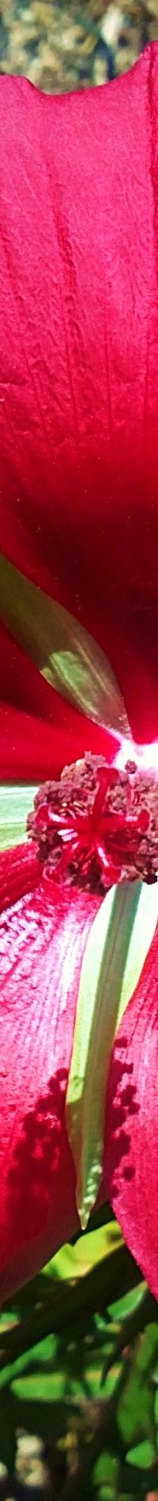 Jardin Botanico Marimurtra-布拉内斯