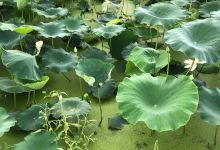 Siheung Lotus Theme Park景点图片