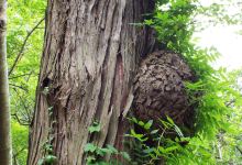 Old Tree Itohiba景点图片