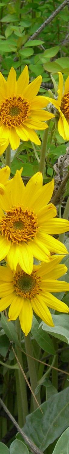 Tubbs Hill-科达伦