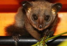 Colobus Conservation景点图片