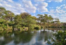 Mzima Springs景点图片
