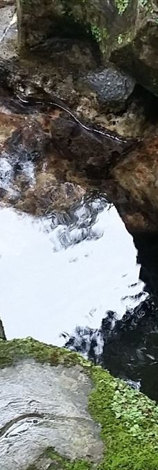 Arboretum Sumber Brantas-Bumiaji