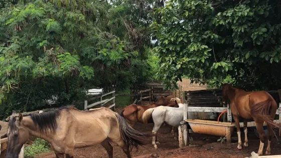 Rancho do Kajuba