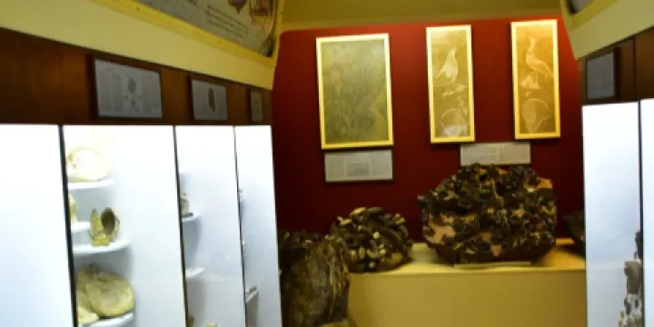 Kotsiomitis Natural History Museum