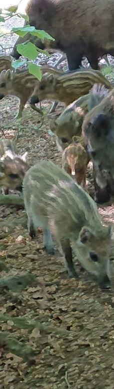 ErlebnisWald Trappenkamp-Daldorf