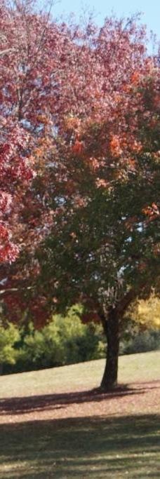 Drummond Apex Lookout-阿米代尔