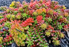Bacchus Marsh Redgum & Garden Centre购物图片