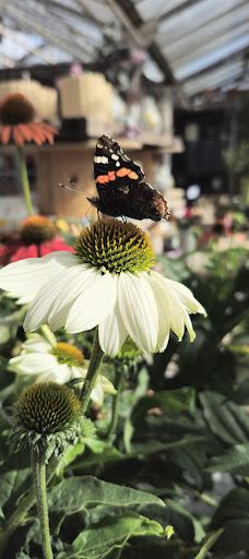 Flora Frankfri - Frankfri Flowers-措默鲁普
