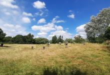 Needham Lake Play Area and Walks景点图片