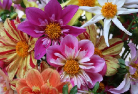 Wagschal Dahlien购物图片