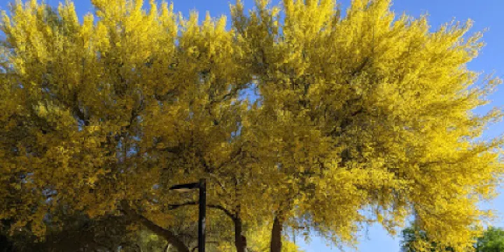 Sierra Vista Public Library