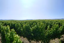 Indevin Bankhouse Estate Vineyard景点图片