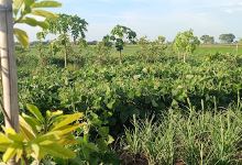 Chùa Thọ Trường Xã Minh Tân Huyện Vụ Bản Nam Định景点图片